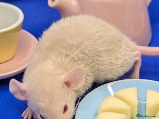 Rat rodents Two beautiful dumbo, rex girls left. - Advert 7