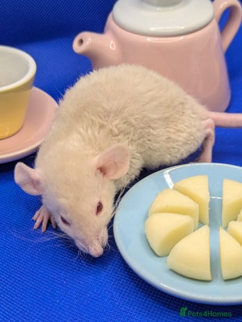 Rat rodents Two beautiful dumbo, rex girls left. - Advert 2