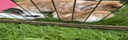Mixed Breed rabbits for sale: Mini lop x Netherlands dwarf - Advert 13
