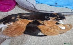 British Shorthair cats for sale: Beautiful kittens  - Image 7