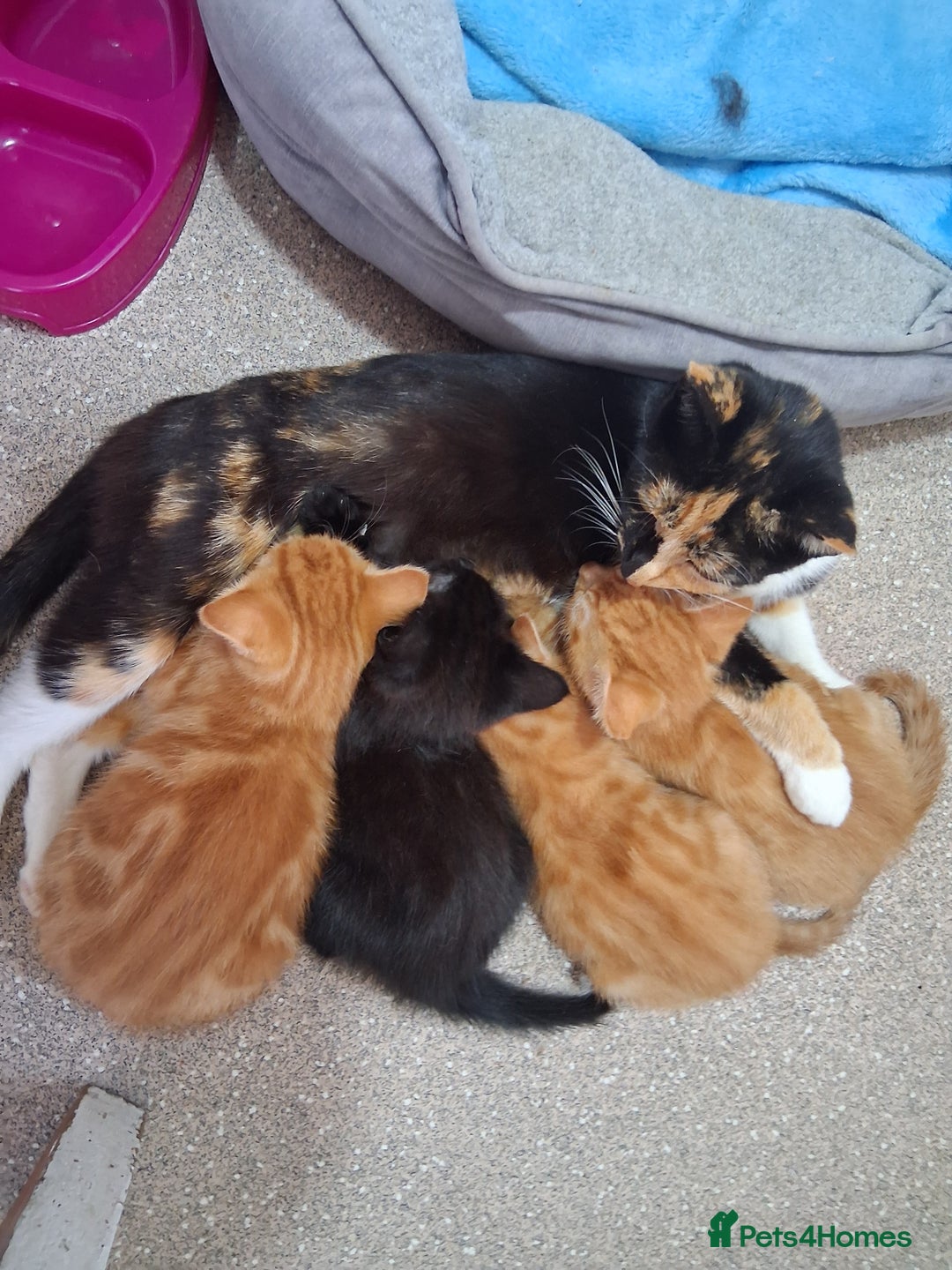 British Shorthair cats for sale: Beautiful kittens  - Image 7