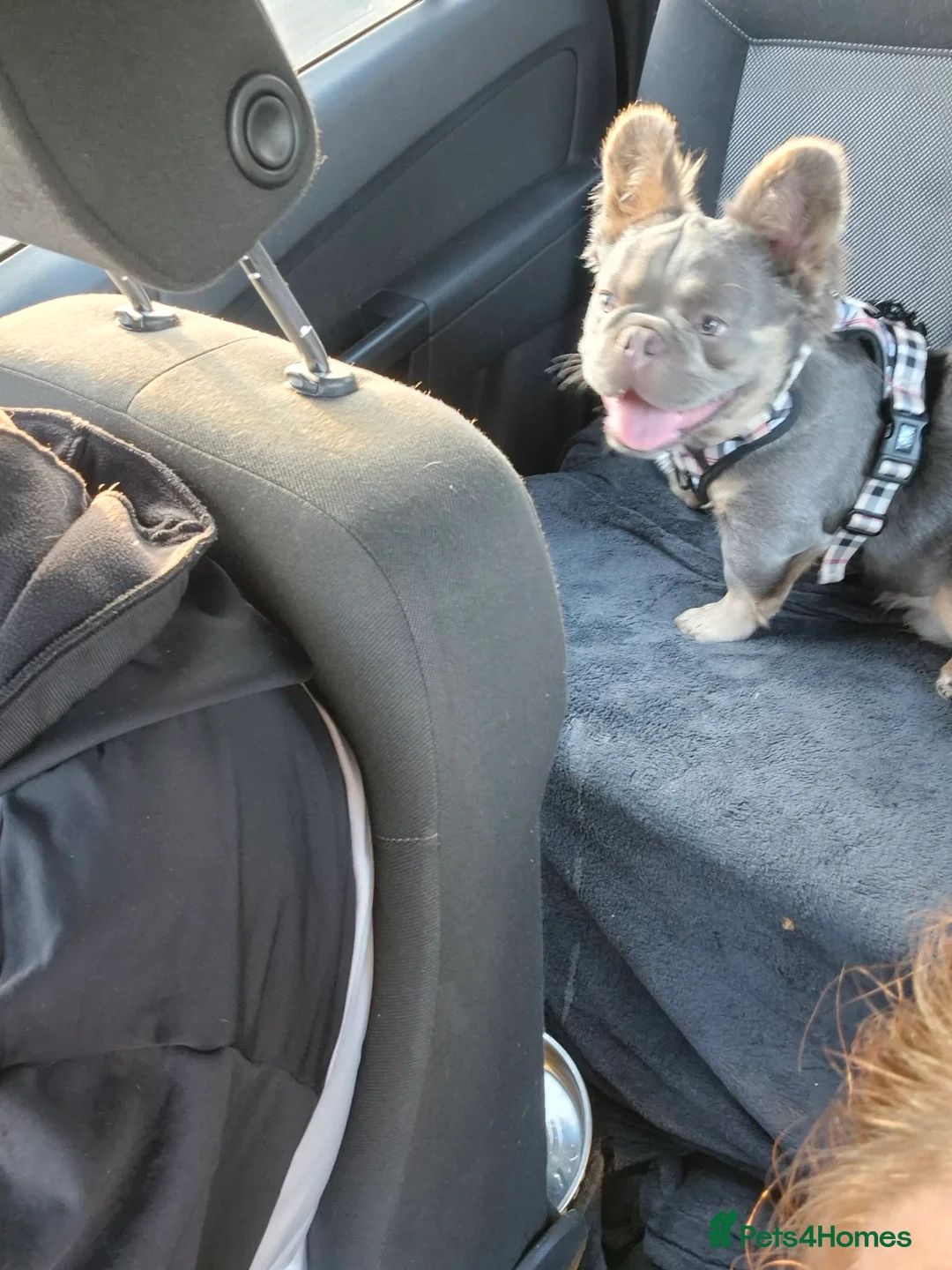 French Bulldog dogs for stud: Male french bulldog - Advert 2