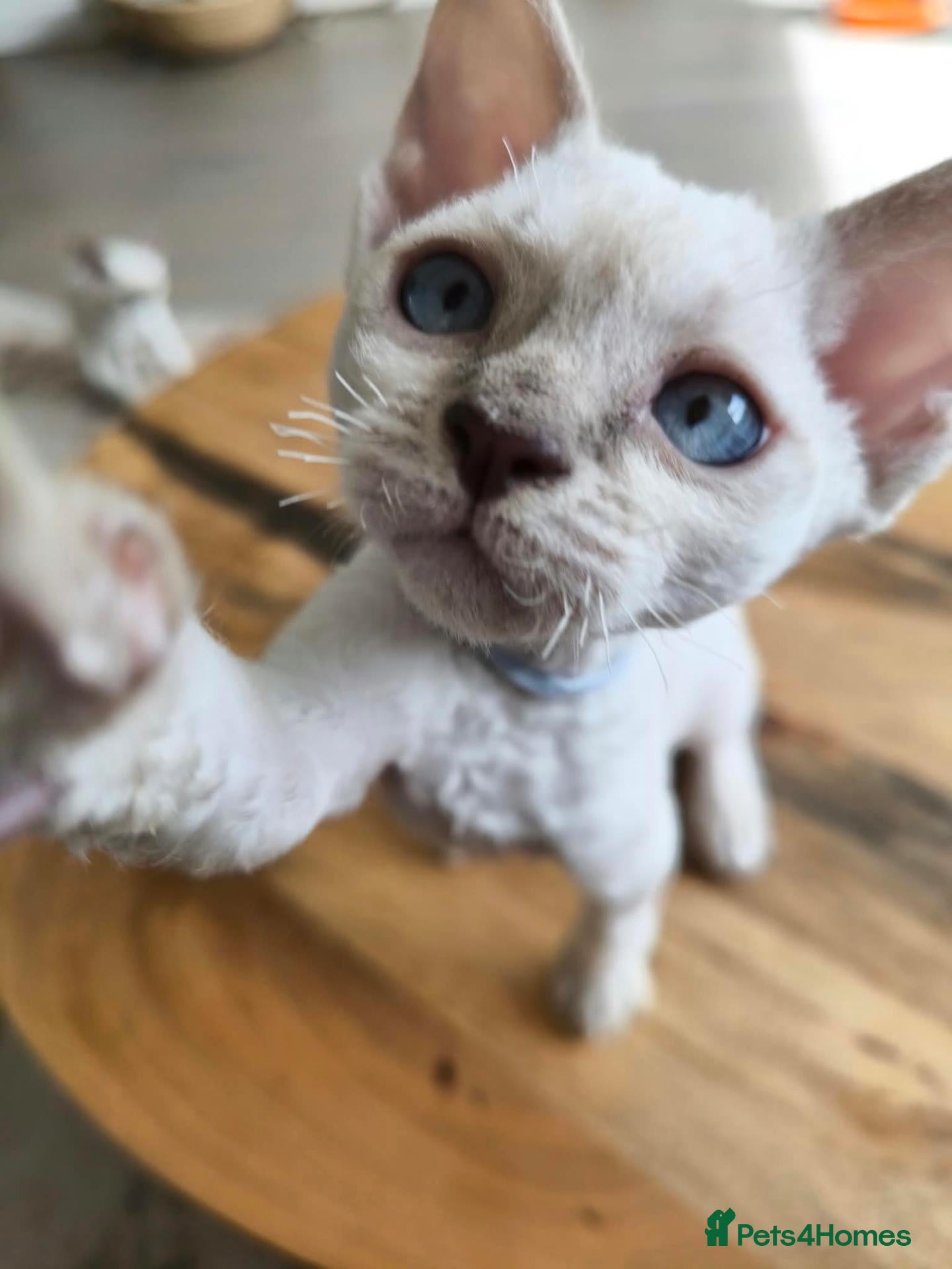 Devon Rex cats Devon Rex point💙blue eyes💙 - Advert 10
