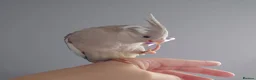 Cockatiels birds for sale: Hand reared silly tame DNA sexed baby cockatiels  - Advert 31