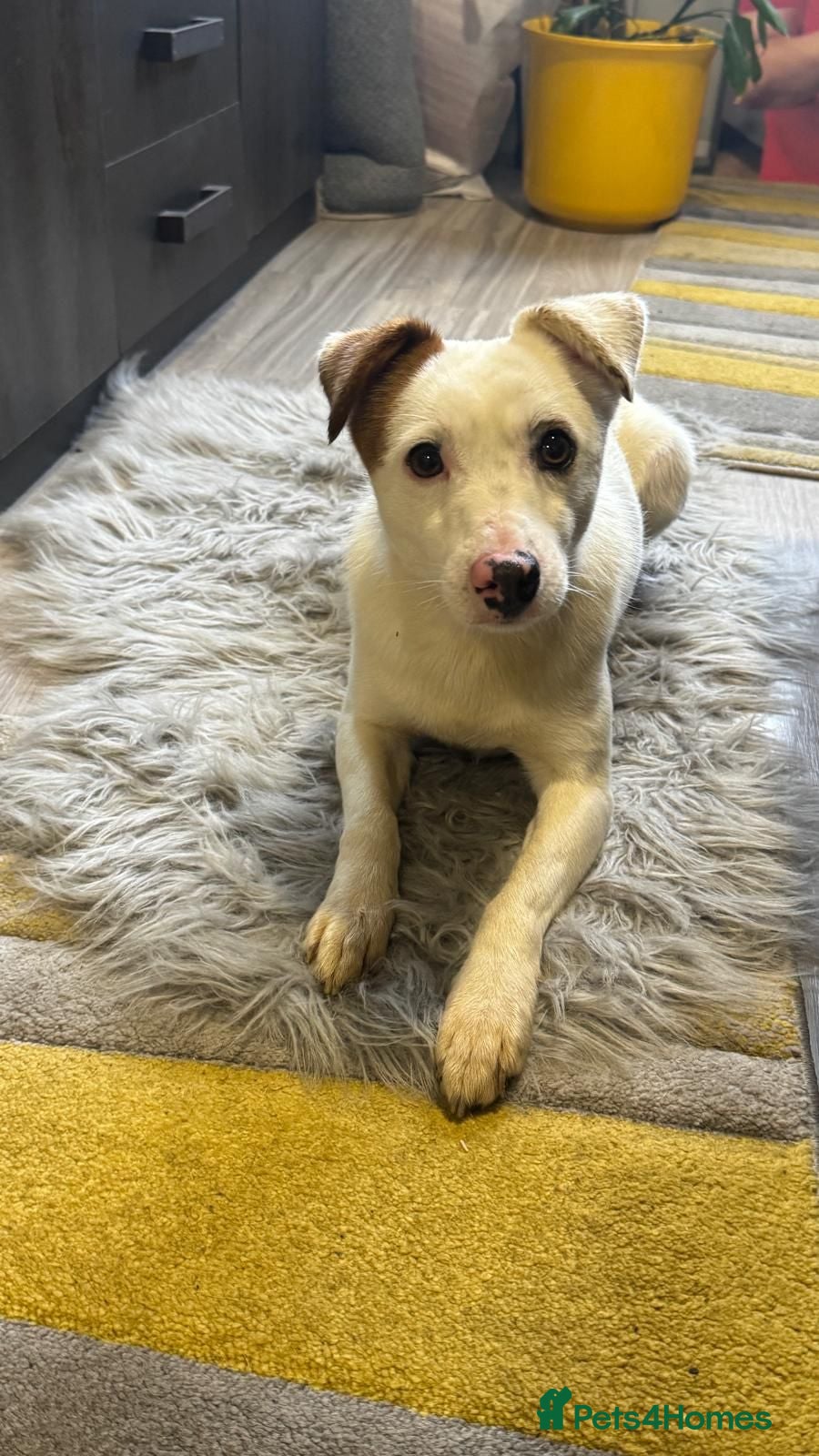 Mixed Breed dogs LITTLE DANNIE LOOKING FOR LOVE - Advert 1