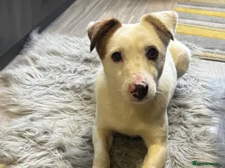 Mixed Breed dogs LITTLE DANNIE LOOKING FOR LOVE - Advert 1