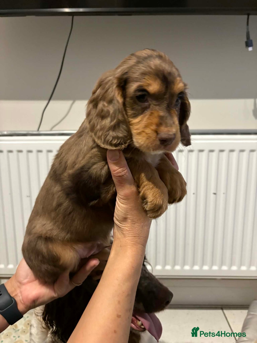 Cocker Spaniel dogs for sale: KC reg parents DNA health tested “show type”   - Advert 12
