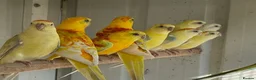 Parrots birds for sale: Quality tamed Red Rump Parrots for sale - Advert 2