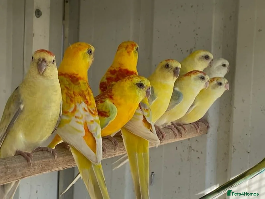 Parrots birds for sale: Quality tamed Red Rump Parrots for sale - Advert 2