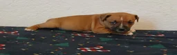 Staffordshire Bull Terrier dogs for sale:  red staffordshire bullterrier puppies 🐶  - Advert 7