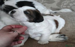 Mixed Breed dogs for sale: Gorgeous Male Cocker Bassett x Shichon Puppy  - Advert 2