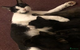 Mixed Breed cats for sale: Beautiful mixed breed kittens ready to leave 🐱❤️ - Image 6