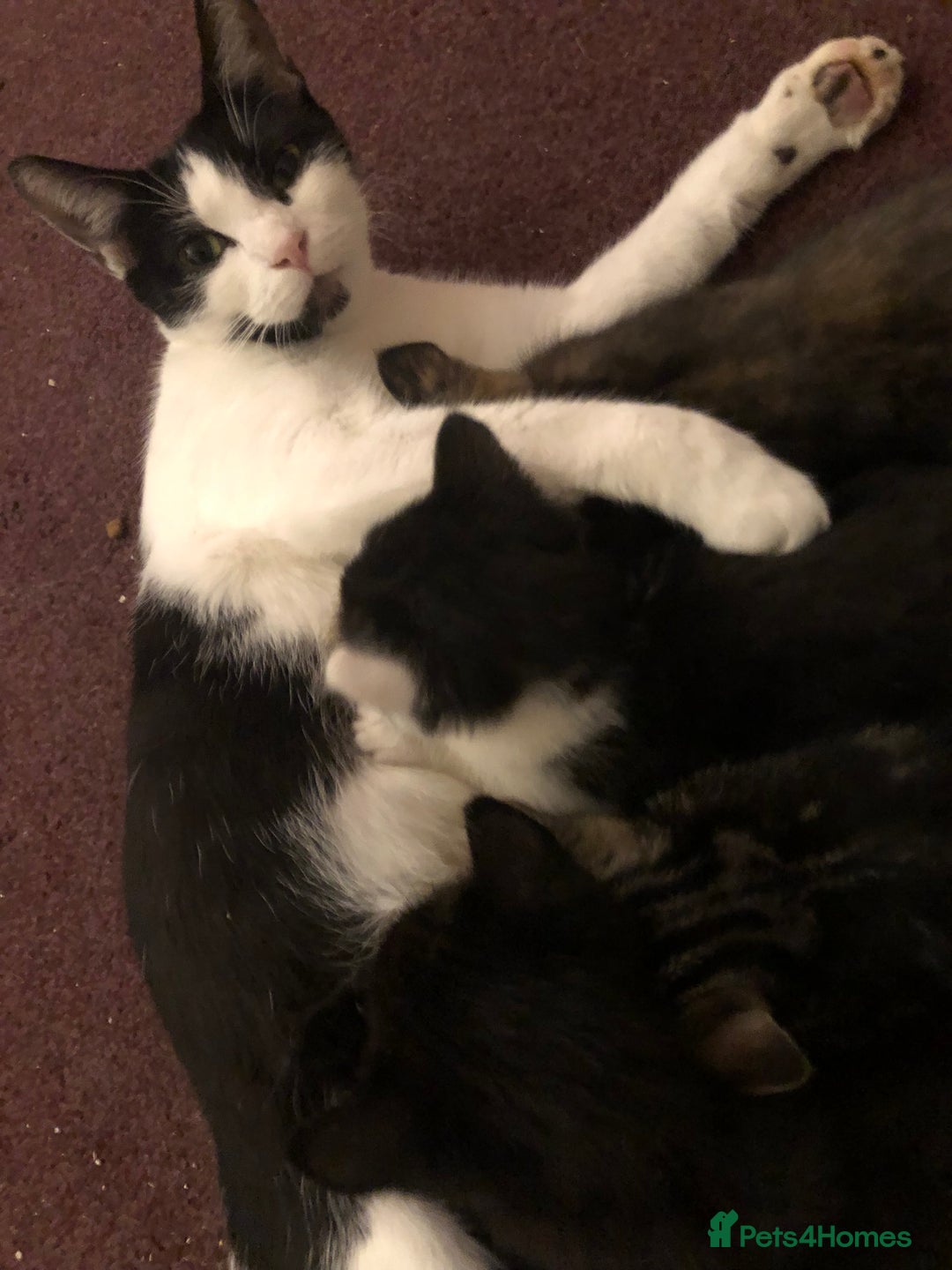 Mixed Breed cats for sale: Beautiful mixed breed kittens ready to leave 🐱❤️ - Image 6