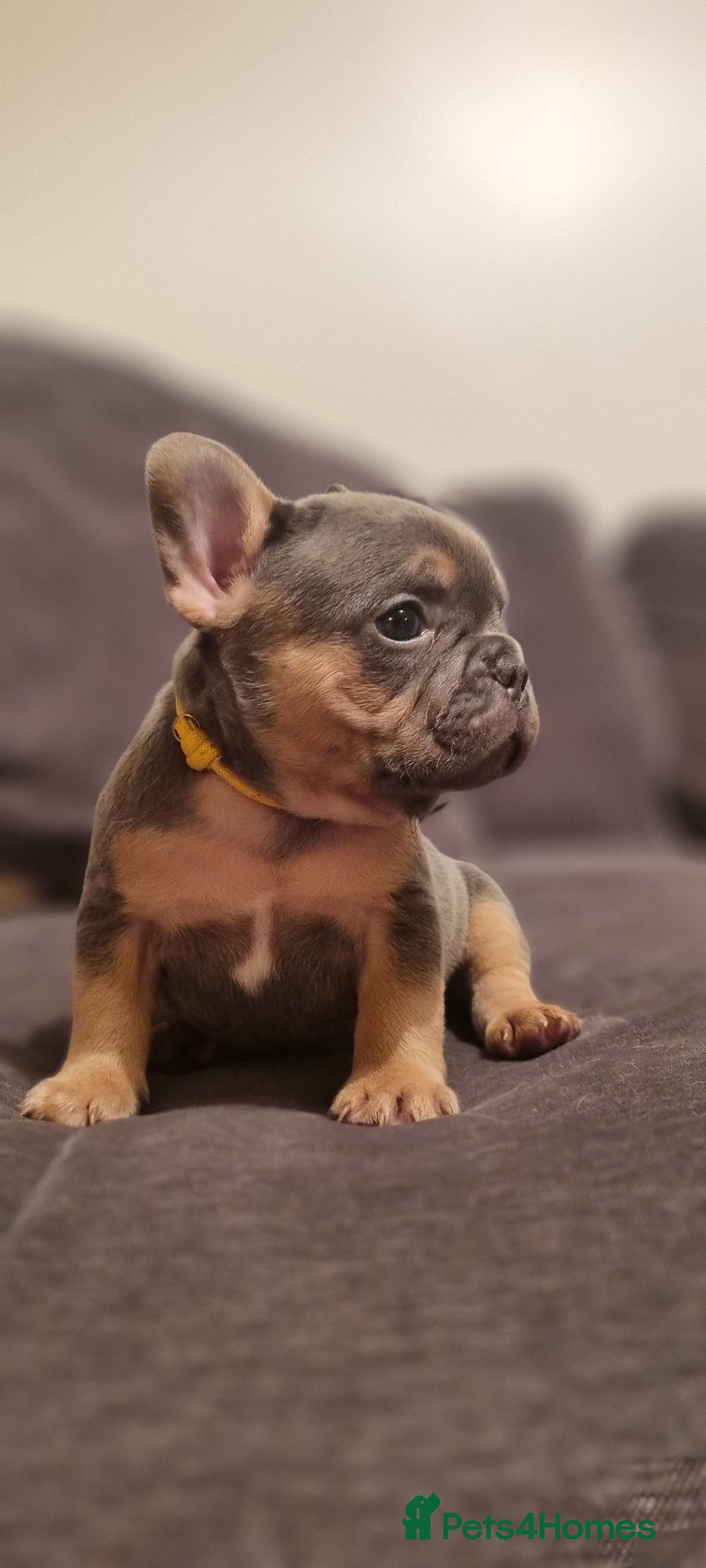 French Bulldog dogs French Bulldog puppies blue & blue merle - Advert 9