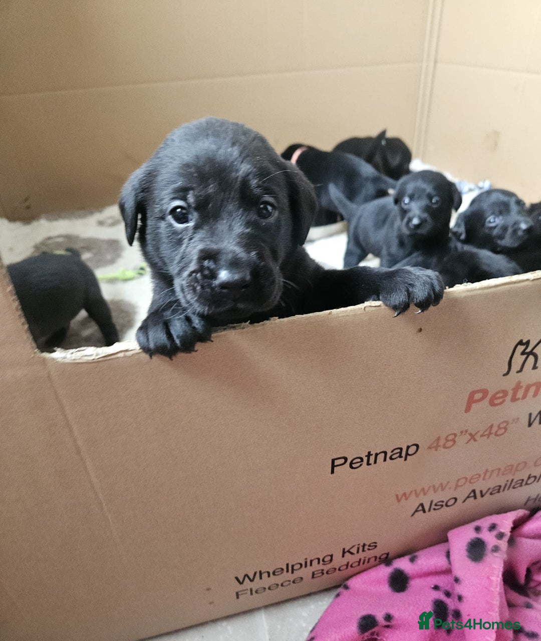 Labrador Retriever dogs for sale: Chunky Family Labrador Puppies  - Image 13