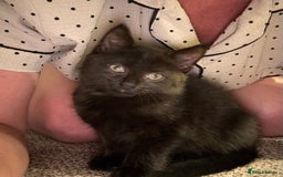 British Shorthair cats for sale: 3 adorable 11 weeks old kittens  - Advert 5