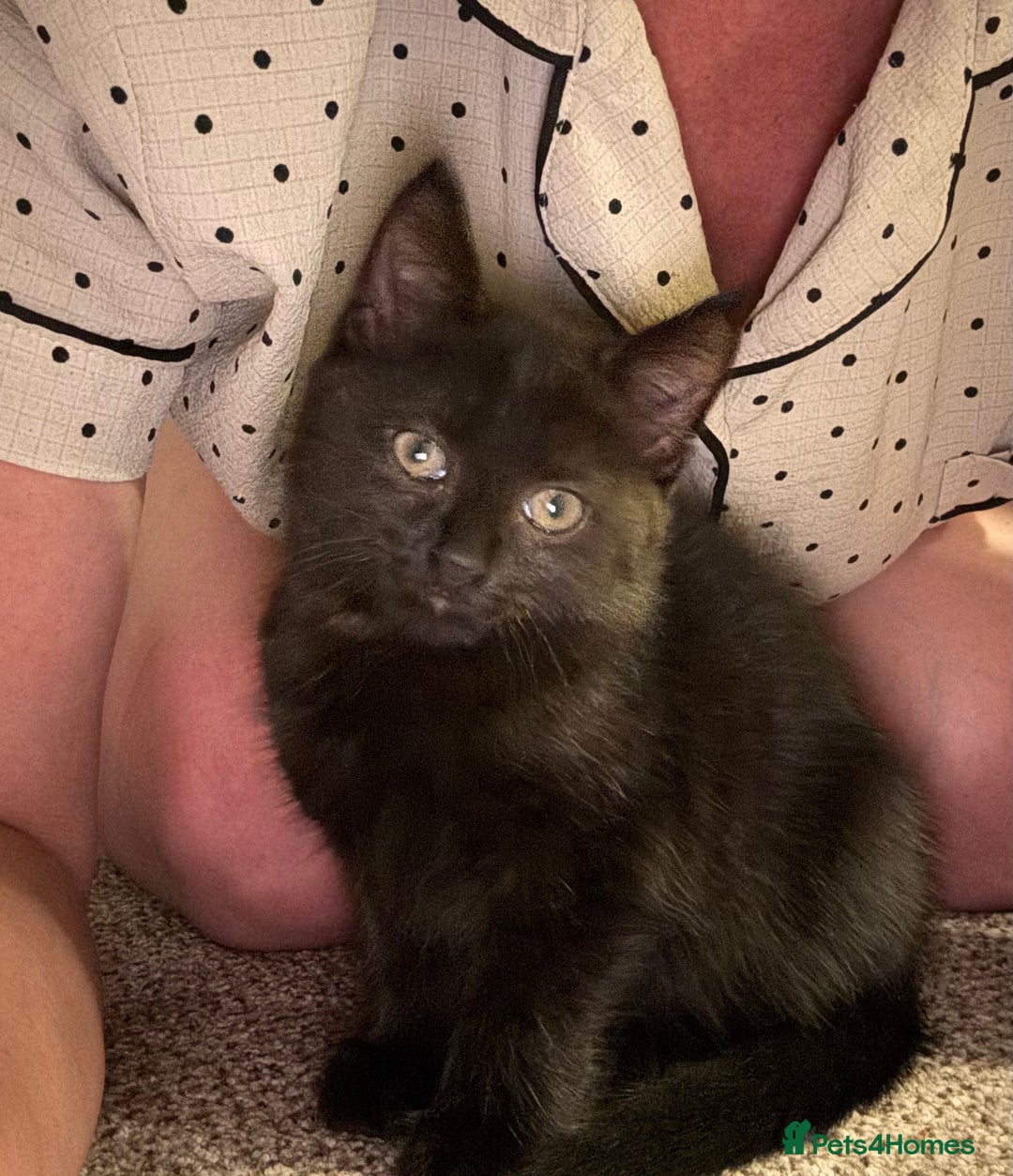 British Shorthair cats for sale: 3 adorable 11 weeks old kittens  - Advert 5