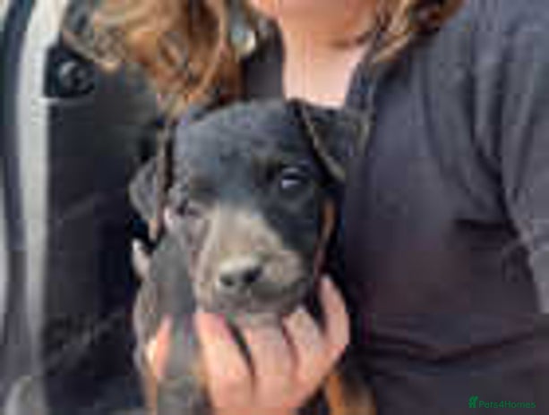 Jack Russell dogs - Advert 11