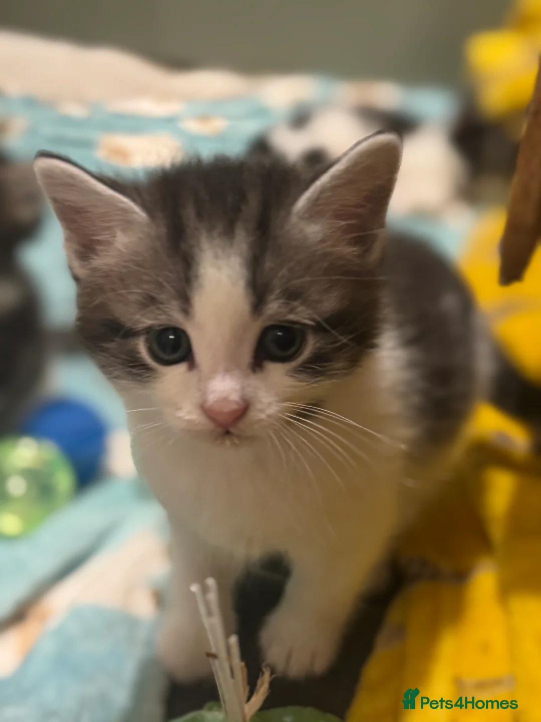 Mixed Breed cats for sale: 3/4 Maine coon long haired  - Advert 16