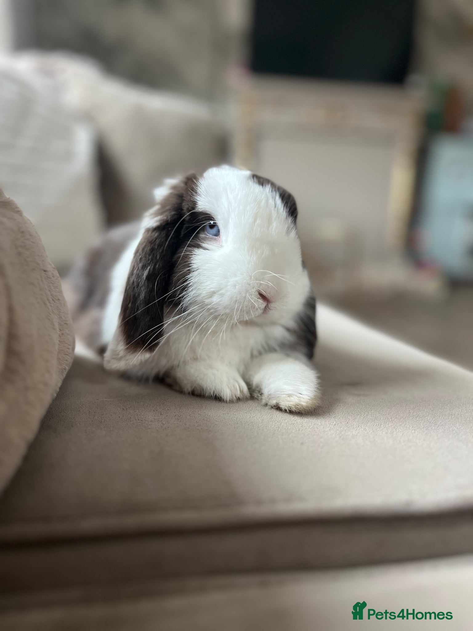 Mini Lop rabbits Male mini lop  - Advert 11