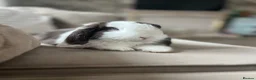 Mini Lop rabbits for sale: Male mini lop  - Advert 1