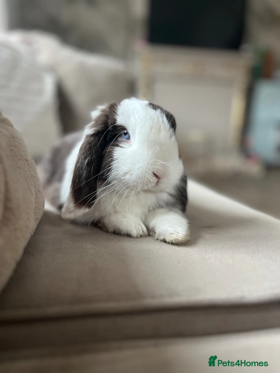 Mini Lop rabbits for sale: Male mini lop  - Advert 1