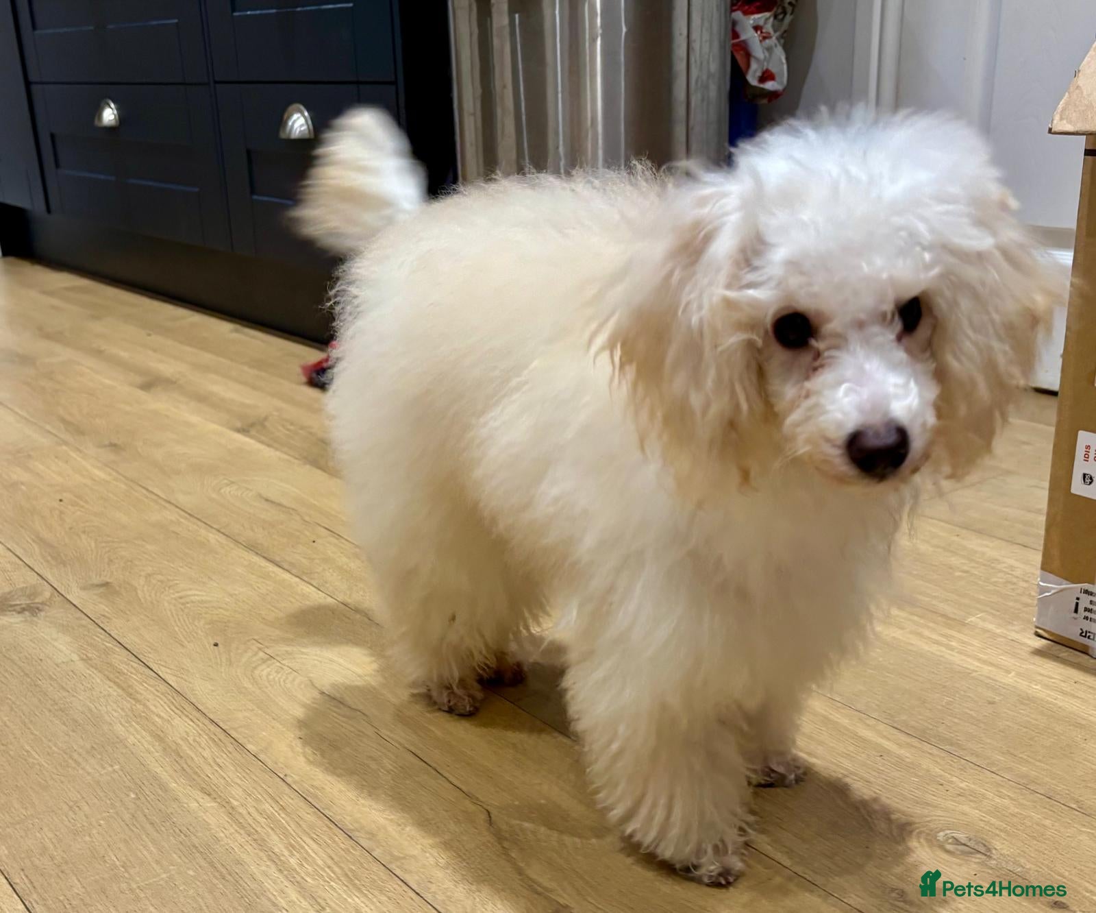 Miniature Poodle dogs Minature poodle - Advert 4