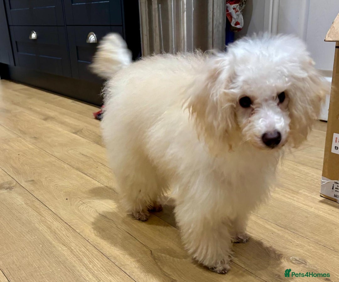 Miniature Poodle dogs for sale: Minature poodle - Advert 1