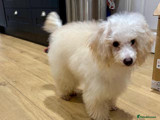 Miniature Poodle dogs Minature poodle - Advert 4