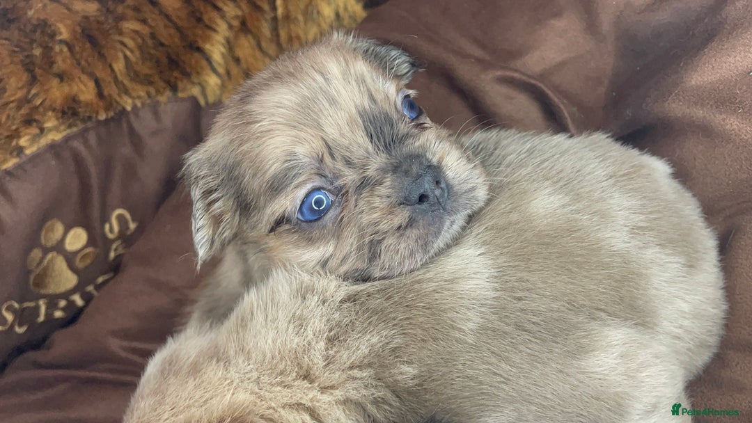 French Bulldog dogs for sale: 8 perfect fluffy visual French bulldogs dwkc reg - Advert 6