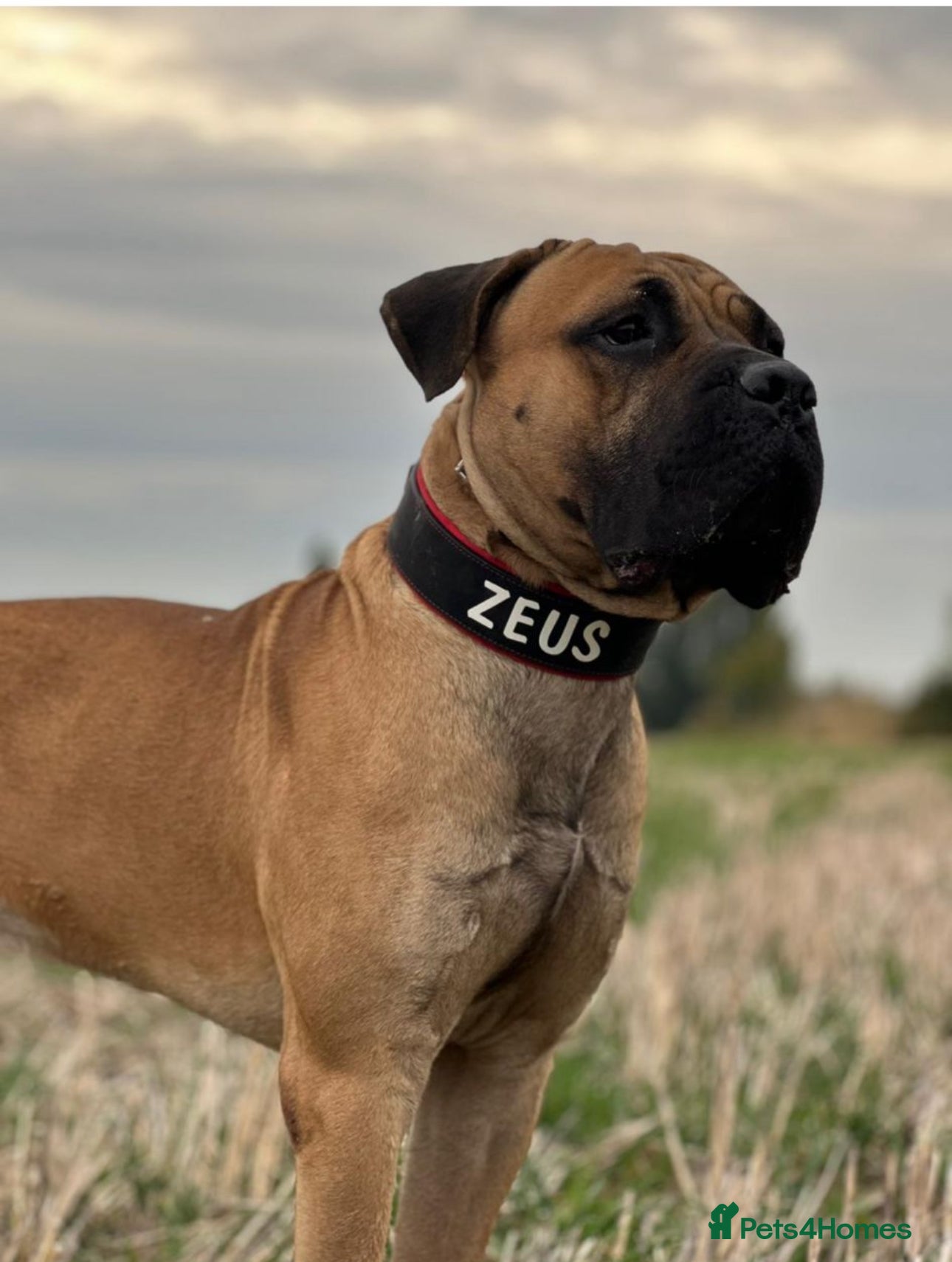 Cane Corso dogs STUD AVAILABLE  - Advert 9