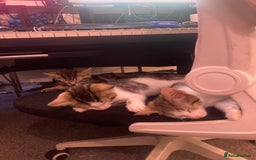 European cats for sale: 4 Cute & Cuddly Kittens Ready For Forever Home - Image 17