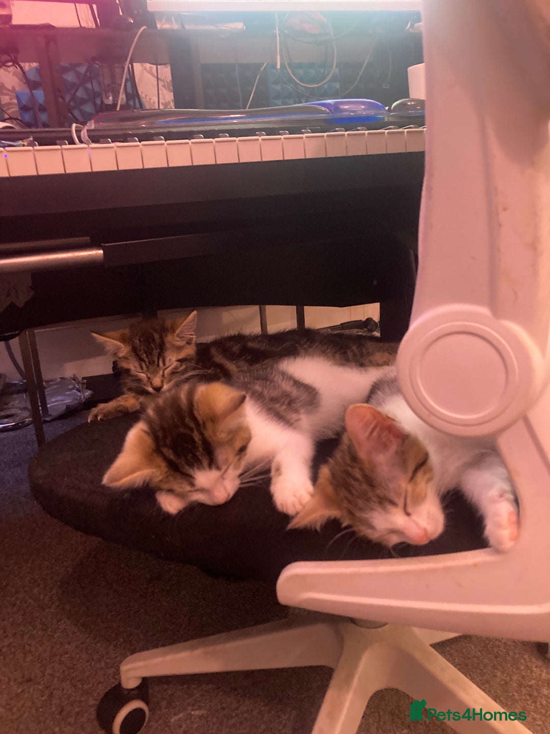 European cats for sale: 4 Cute & Cuddly Kittens Ready For Forever Home - Image 17