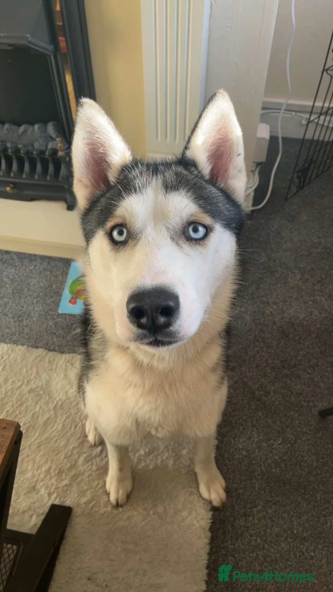 Siberian Husky dogs for sale: Luna  in Worcester - Advert 1