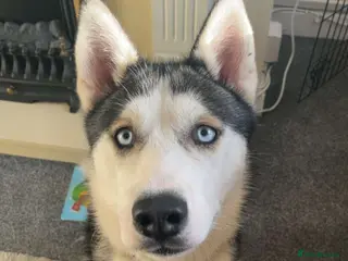 Siberian Husky dogs Luna - Advert 3