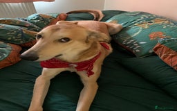 Mixed Breed dogs for sale: Merlin - Image 3