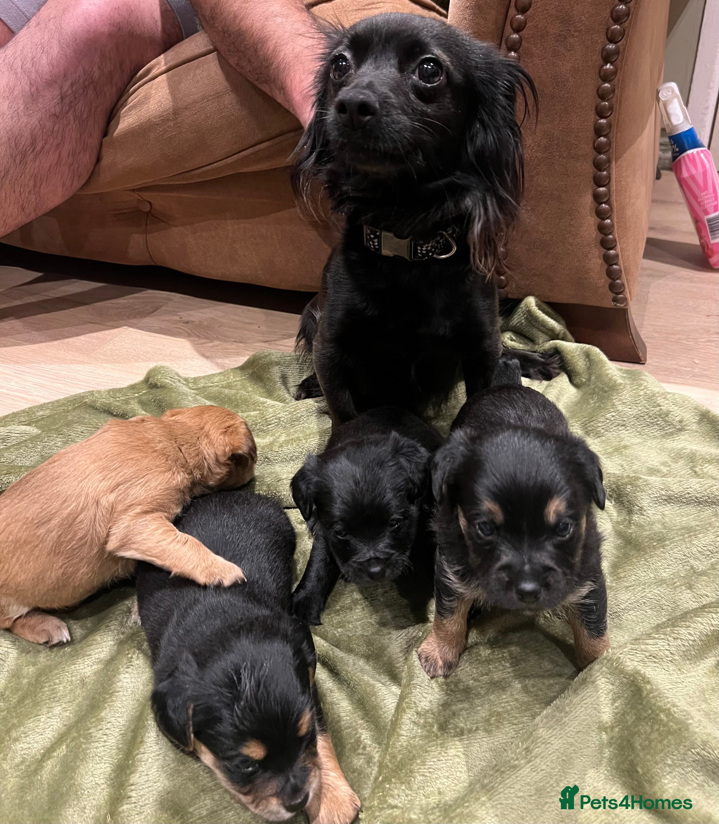 Mixed Breed dogs Chihuahua x Jack Russel  - Advert 13