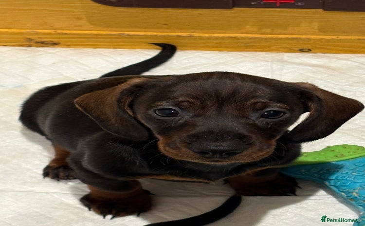 Dachshund dogs - Advert 4