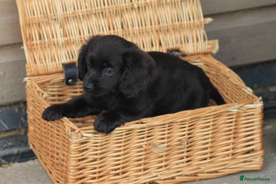 Mixed Breed dogs for sale: Chiweenie Puppies For Sale  - Image 3