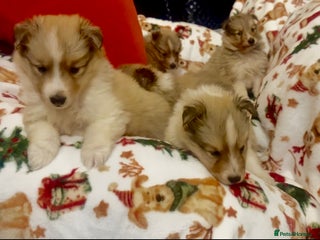 Shetland Sheepdog dogs Sheltie Puppies - Advert 4