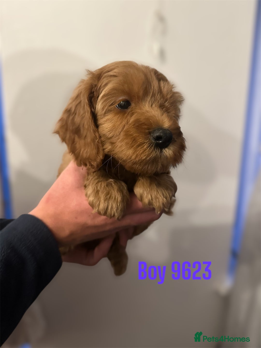 Cockapoo dogs for sale: DEEP RED COCKAPOOS READY NOW - Image 6