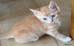 Mixed Breed cats for sale: Litter of mixed breed with British blue father  - Image 15
