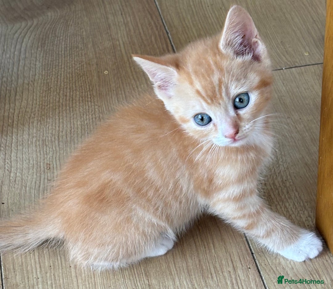 Mixed Breed cats for sale: Litter of mixed breed with British blue father  - Image 15