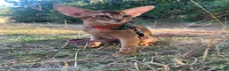 Abyssinian cats for sale: Adorable Abyssinian kittens - Advert 3