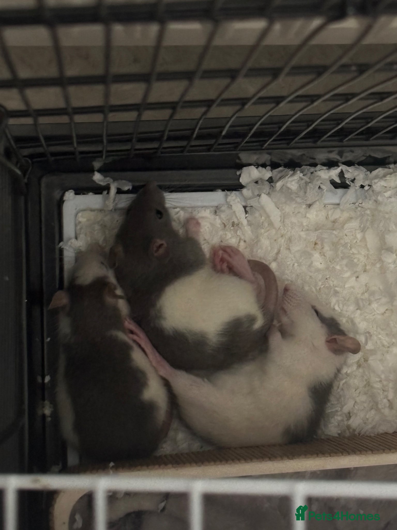 Rat rodents 3 female baby rats - Advert 3