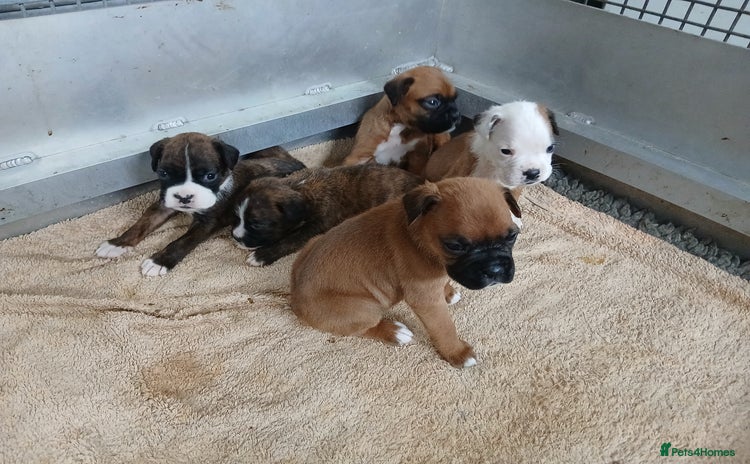 Boxer dogs - Advert 1