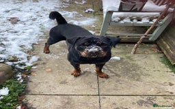 Rottweiler dogs for sale: Female Rottweiler - Image 7