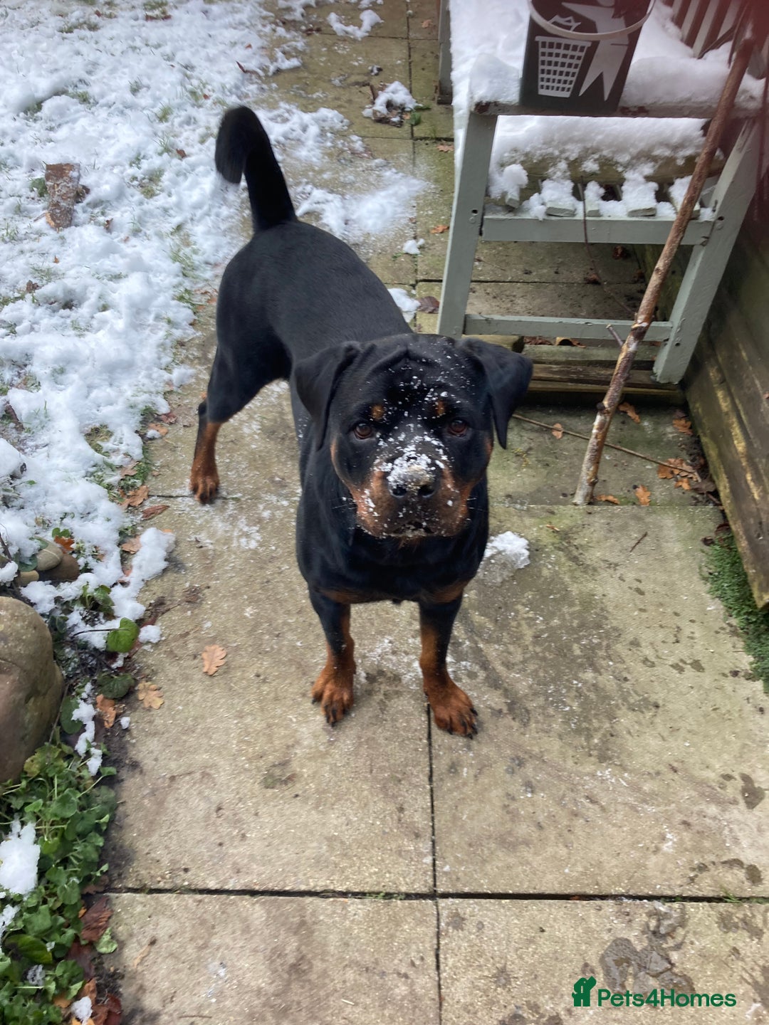Rottweiler dogs for sale: Female Rottweiler - Image 7