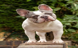 French Bulldog dogs for stud: Jasper available for stud - Advert 1