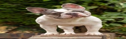 French Bulldog dogs for stud: Jasper available for stud - Advert 1